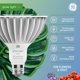 thumbnail image 2 of Bombilla LED de Cultivo GE PAR38 para Plantas de Interior, 2 of 9