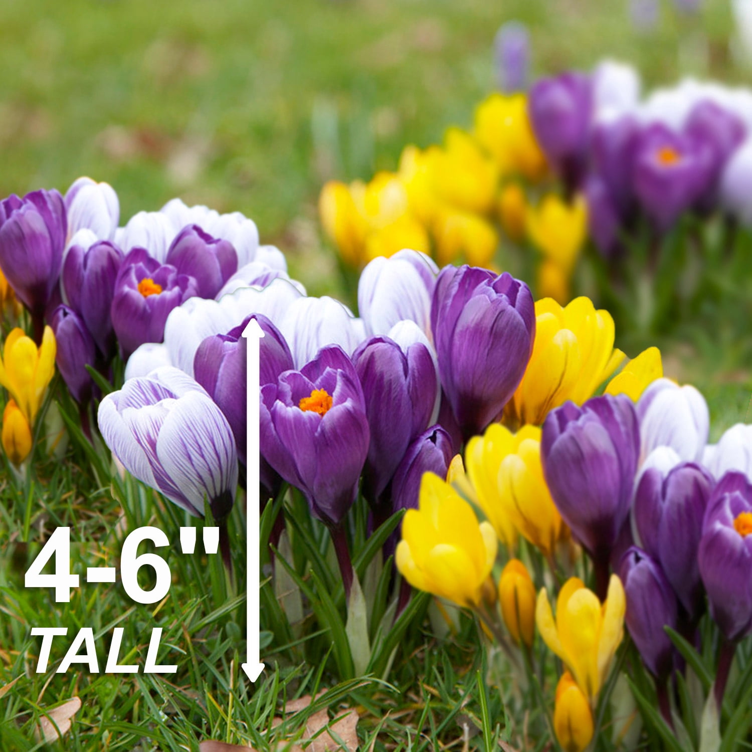 Garden State Bulb Large Flowering Mixed Crocus Flower Bulbs, 8/9cm (Bag of 50)