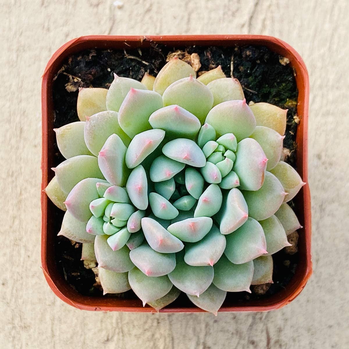 Succulent Plants, Echeveria 'Chrissy N Ryan', Rosette Succulent Fully Rooted in 2inch Planter for Indoor Office Baby Shower Party Décor
