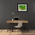 thumbnail image 3 of Gulin, Sylvia 18x15 Black Ornate Wood Framed with Double Matting Museum Art Print Titled - USA-Washington State-Bellevue Ginkgo Tree green leaves, 3 of 4