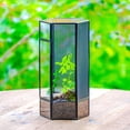 thumbnail image 2 of NCYP Small Metal Hexagon Shaped Enclosure Terrarium with Mesh, 4.9x4.3x9.4in, Home Indoor Tabletop Mini Insect Habitat, Terrarium Only, 2 of 13