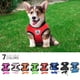 thumbnail image 2 of Arnés ajustable para perro pequeño, correa de plomo para caminar, Collar de malla de nailon para el pecho, suministros para cachorros y gatos, 2 of 4