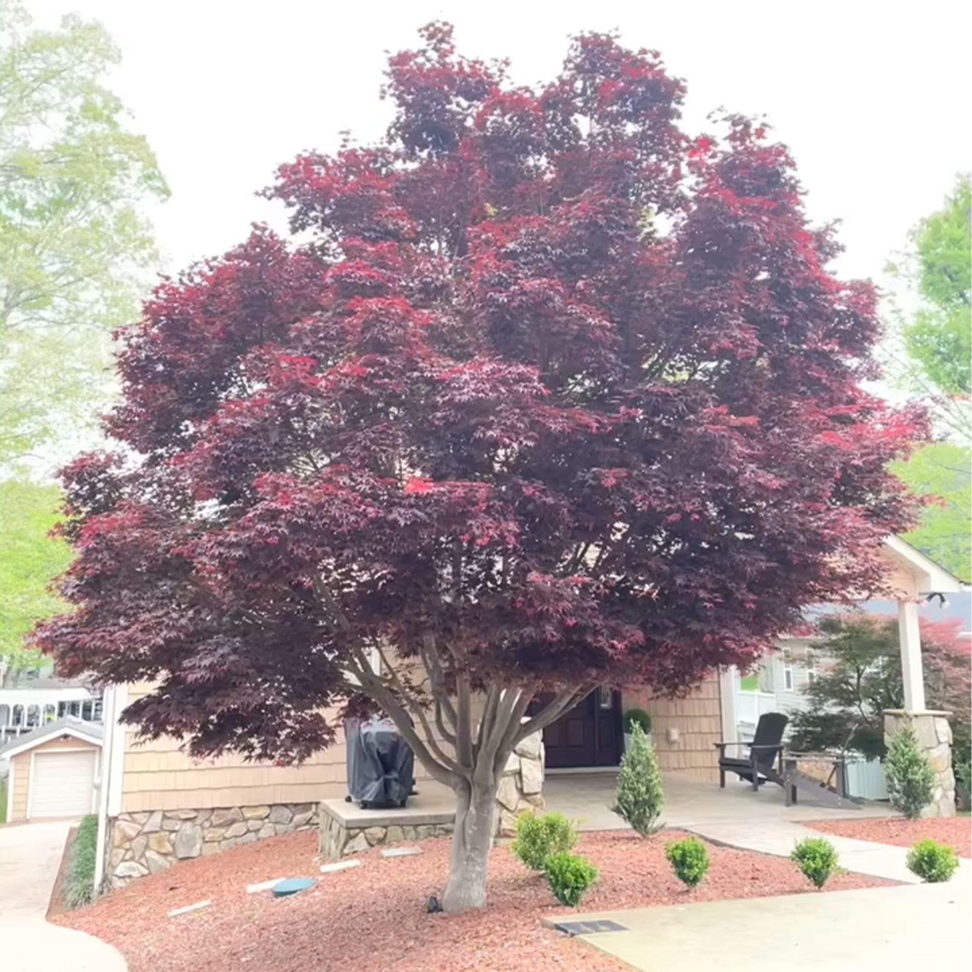 Expert Gardener 3 Gallon Bloodgood Japanese Maple