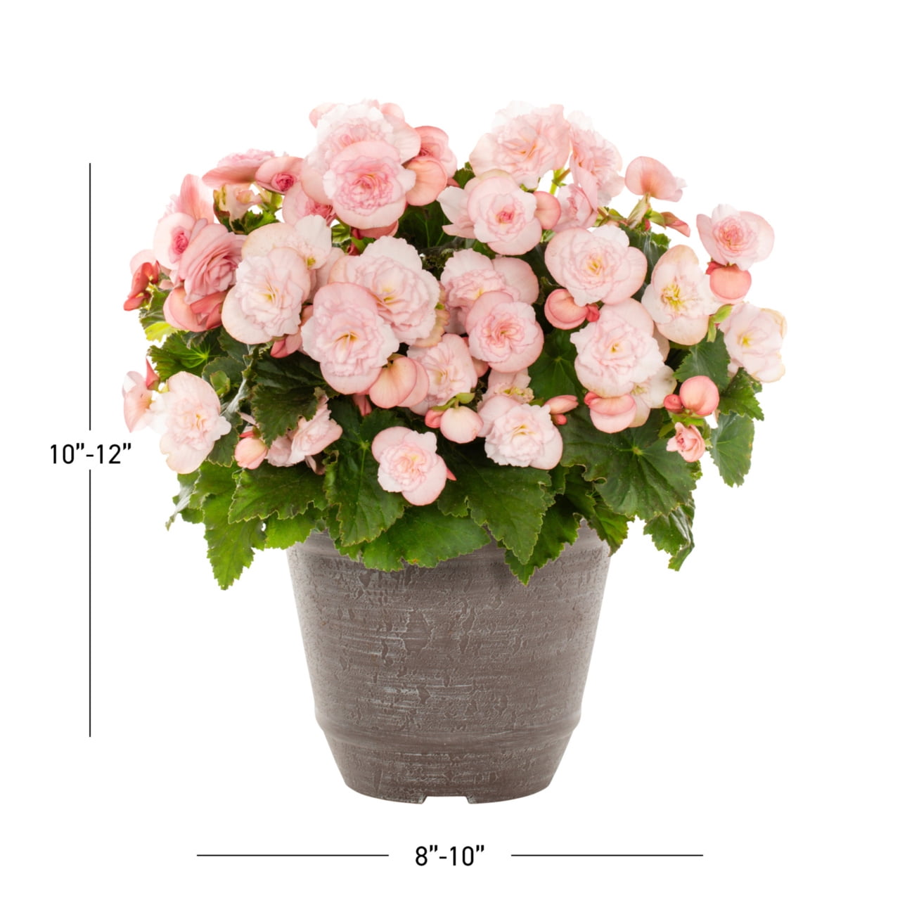 Better Homes & Gardens 3QT Pink Begonia Live Annual Plant Arden Decorative Pot Partial Shade