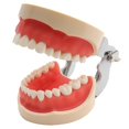 thumbnail image 3 of Modelo Dental modelo de dientes modelo de enseñanza Dental modelo estándar con 32 dientes atornillados demostración goma dura suave 28 24 dientes, 3 of 5