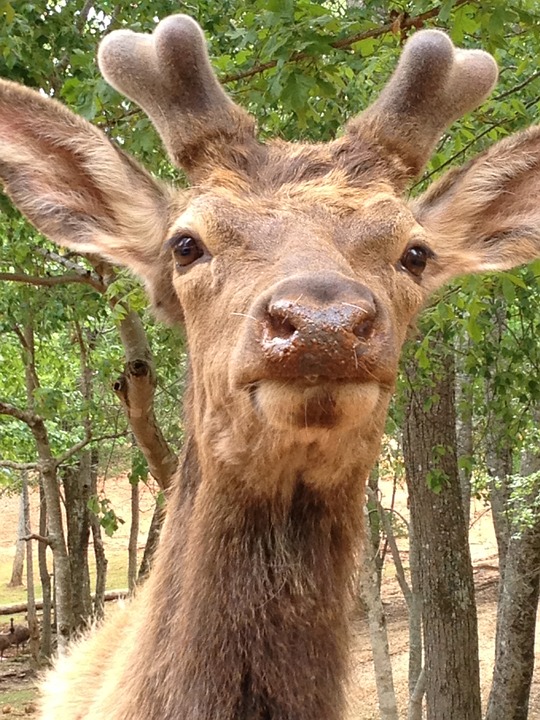 Antlers Horns Mammals Wildlife Deer Animals12 Inch By 18 Inch