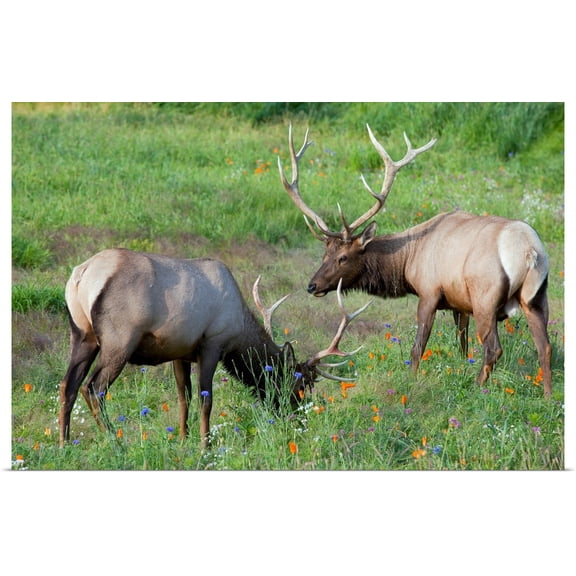 Great BIG Canvas | Rolled Doug Lindstrand Poster Print entitled A pair of Rocky Mountain Elk bulls feed in a field, Alaska Wildlife Conservation