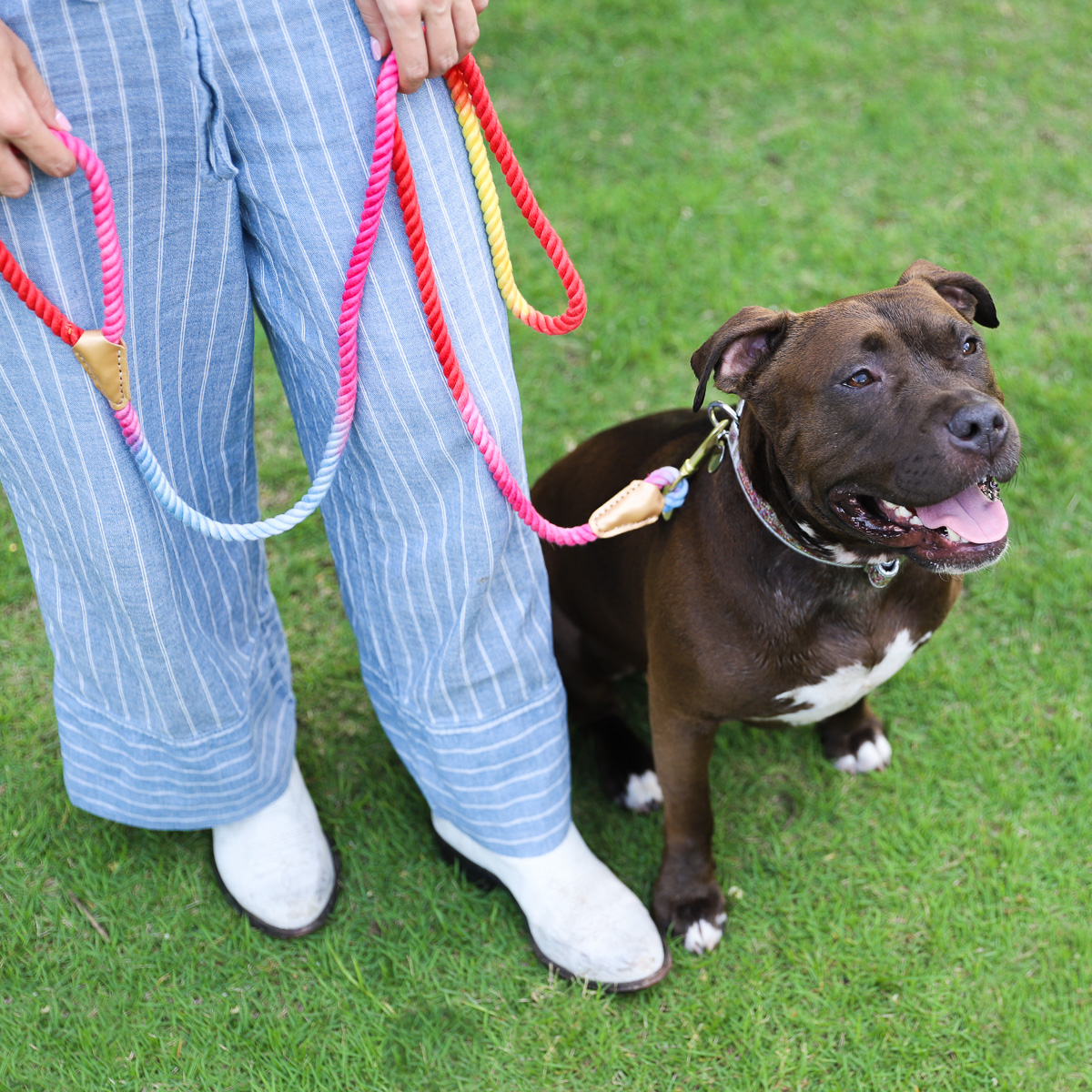 Packed Party Hold It! Rainbow Rope Dog Leash - image 4 of 8