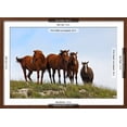 thumbnail image 3 of Four Horses, Kansas, USA, Animals Botanical Scenic Framed Art Print Wall Art by Michael Scheufler Sold by Art.Com, 3 of 3