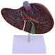 thumbnail image 2 of Modelo anatómico de hígado Modelo de hígado para enseñanza médica Modelo de exhibición con base, 2 of 6