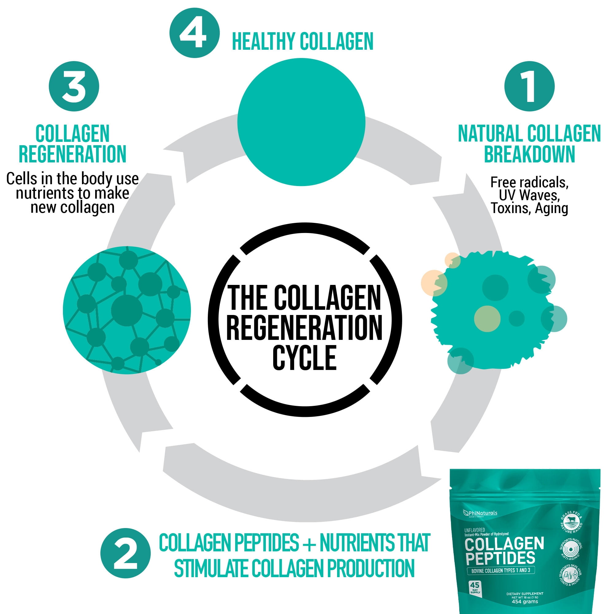 PhiNaturals Hydrolyzed Collagen Peptides Powder Unflavored – Grass Fed Bovine Collagen Protein Supplement for Women & Men – Supports Skin, Hair, Nails, Joints & Bones – Type I & III Collagen