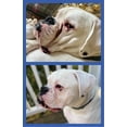 thumbnail image 6 of Squishface Wrinkle Wipes for Dog Wrinkles, Tear Stains, Tail Pockets, 6 of 9