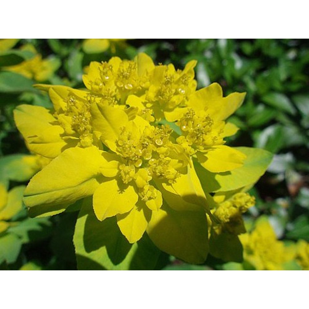 Cushion Spurge Perennial Euphorbia polychroma Hardy! Quart Pot