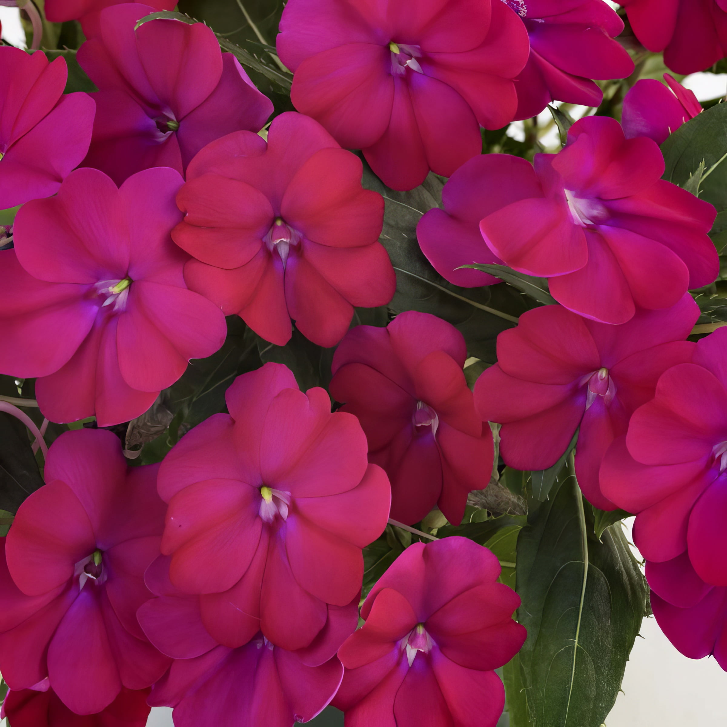 2.5 in. Sunpatiens Compact Royal Magenta Improved Live Annual Plant with Magenta Flowers (6-Pack)