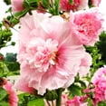 thumbnail image 6 of TomorrowSeeds - Summer Carnival Mix Hollyhock Seeds - 3600+ Count - For 2026 Planting USA Garden, 6 of 9