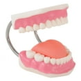 thumbnail image 5 of Kaplan Early Learning Company Healthy Smiles Dental Model, 5 of 6