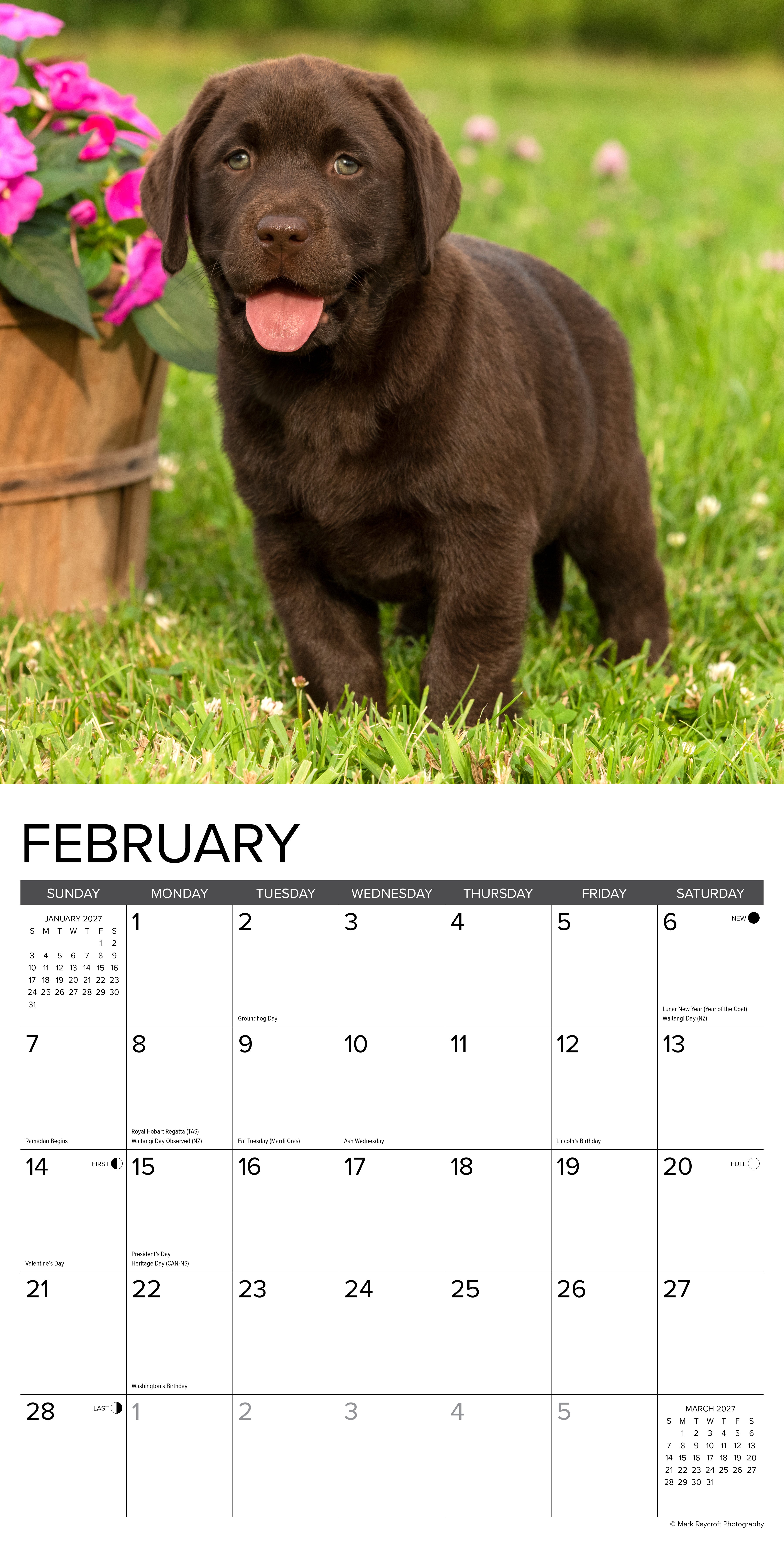 Willow Creek Press, Lab Puppies 2027 Wall Calendar