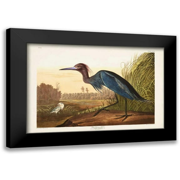 Audubon, John James 14x11 Black Modern Framed Museum Art Print Titled - Pl 307 Blue Crane or Heron