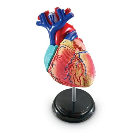 UPC 765023033342 product image for Learning Resources Heart Anatomy Model - 29 Pieces  Ages Boys Girls Ages 8 9 10+ | upcitemdb.com