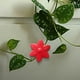 thumbnail image 5 of Green Plants Climb The Wall Buckle Green Holders, 5 of 8