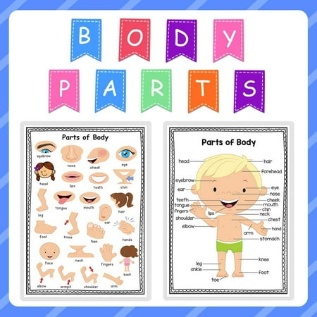 Richardy Body Parts A4 Educational Posters Preschool Posters Wall ...