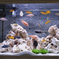 thumbnail image 2 of Miangastore Mangeoire en Verre pour Aquarium, Appât pour Insectes Rouges, Tasse d'Alimentation pour Aquarium, 2 of 8