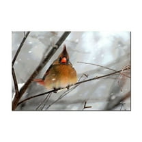 Trademark Fine Art "What the ?" Canvas Art by Lois Bryan