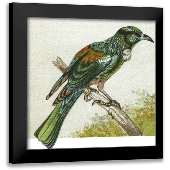 Unknown 12x12 Black Modern Framed Museum Art Print Titled - Mini Vintage Birds IX