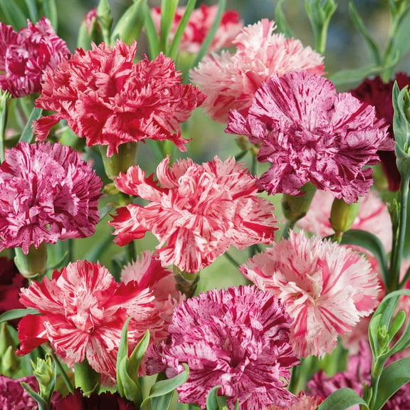 Eden Brothers Carnation Seeds - Picotee Mix