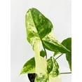thumbnail image 3 of Bumble Plants 12" Marble Syngonium Podophyllum Albo Variegata Live Plants in 4" Nursery Pots, 3 of 7