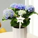thumbnail image 3 of 50 / de Etiquetas de Plantas, Flores en s, Plantas Suculentas, s de Bonsái, de en apariencia de T, Etiquetas, de Estrella Soledad Etiqueta de plantas, 3 of 10