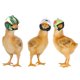 thumbnail image 5 of Muyoka Suministros para mascotas, casco de pollo, casco de seguridad para mascotas, divertido casco de loro, sombrero de pollo y pájaro, sombrero duro para mascotas pequeñas Muyoka Hogar, 5 of 7