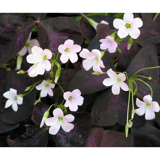 Purple Rain Oxalis Purple Shamrock Plant In A 4 Inch Pot Walmart Com Walmart Com