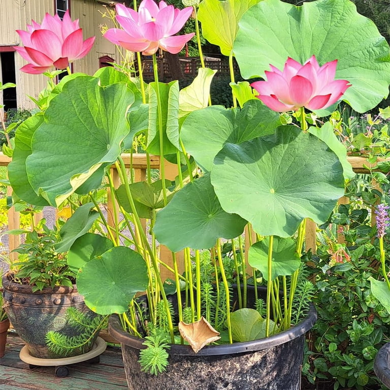 Lotus Seeds for Planting - 15 Mvr1 Premium Nelumbo Nucifera Seeds - Pre-Cut, Non-GMO, Heirloom - Grow Beautiful Bonsai Lotus Flowers in Water, Ponds,