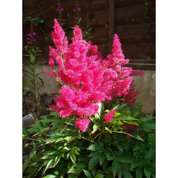 100 PINK MIX ASTILBE (False Spirea / False Goats Beard) Astilbe Chinensis Flower Seeds