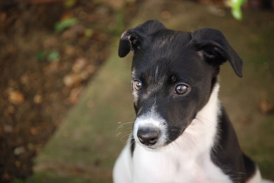 lurcher black and white