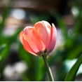 thumbnail image 3 of Tulip Flower Bulbs Single Form, Menton from Easy to Grow Bulbs, 3 of 3