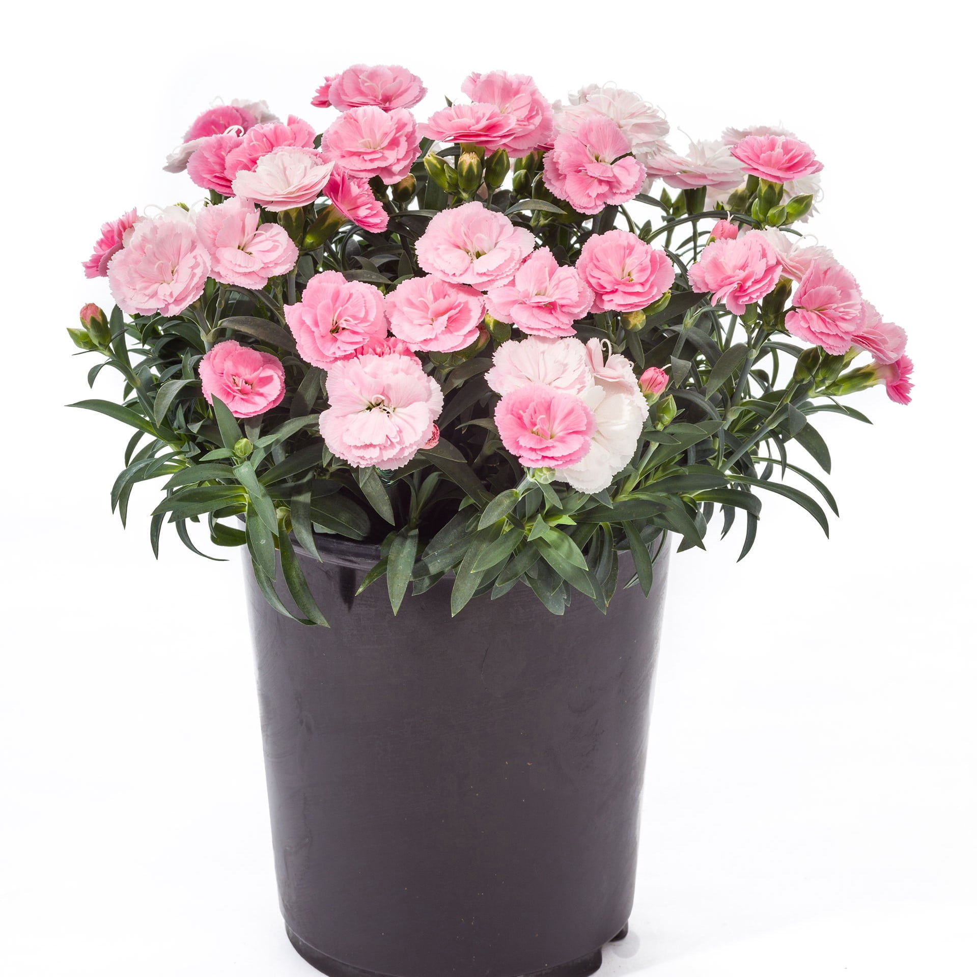 Better Homes & Gardens 2.5 Quart Multicolor Dianthus Perennial Outdoor Live Plants Full Sun