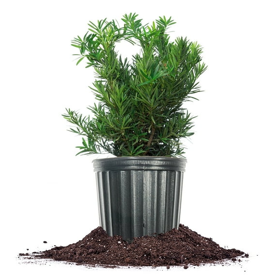 Perfect Plants Podocarpus Pringles 1 Gallon