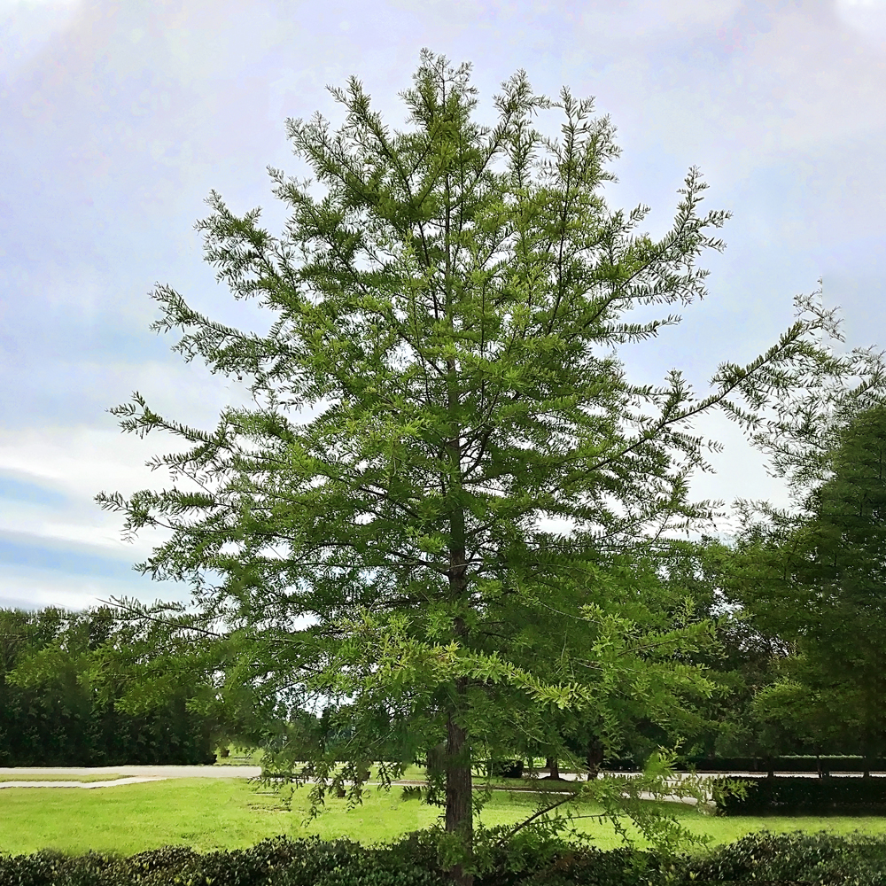 Expert Gardener 1- 1.5 ft tall Bald Cypress Live Tree in 1-Gallon Grower Pot