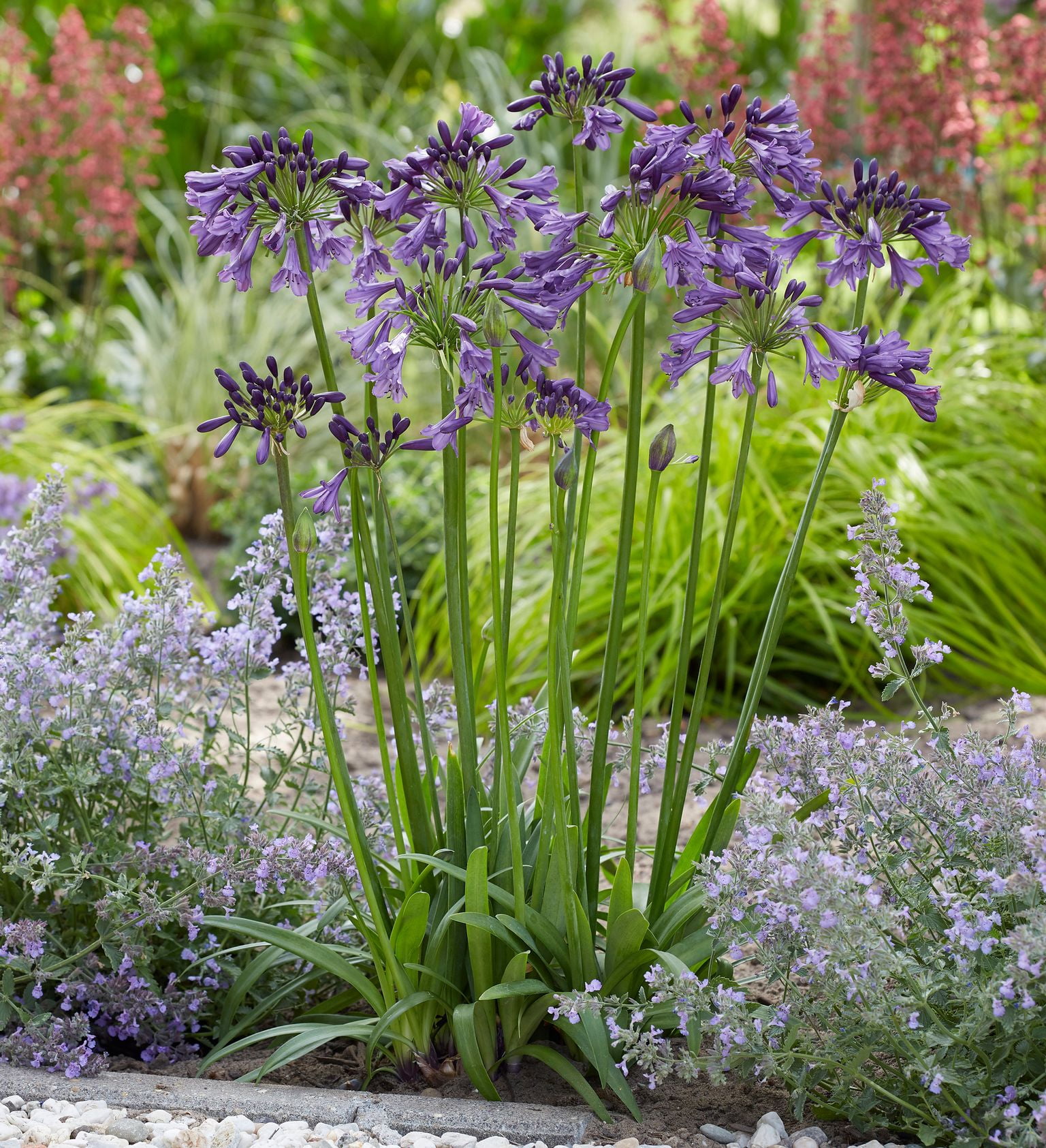Southern Living Ever Amethyst Agapanthus 'Lily of the Nile' Live Shrub in 2.5-Quart Grower Pot