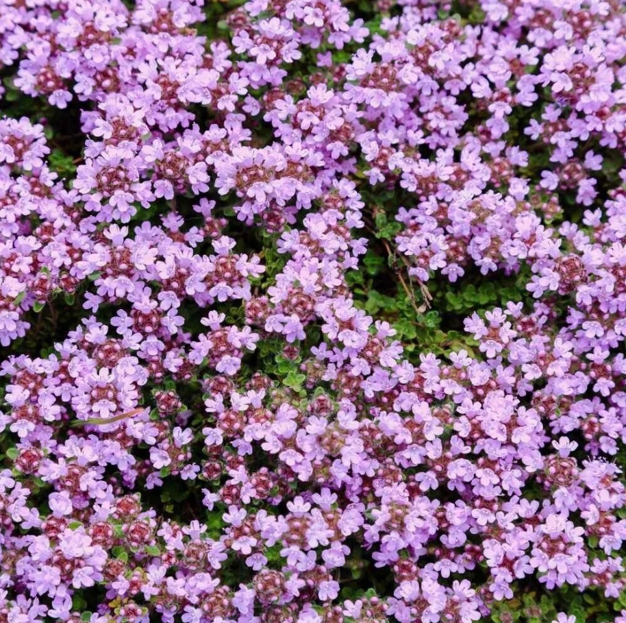 100. 000 Drawf Creeping Thyme Seeds for Planting, Ground Cover Pink Creeping Thyme Flowers Seeds  Fragrant Carpeting Herbaceous