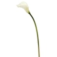 thumbnail image 1 of 26 Po Calla Lily White, 1 of 1
