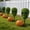 B, variant on Halloween Artificial Plants, Pumpkin-Shaped Faux Decorative Vegetation with Stakes for Garden, Yard, Patio & Outdoor Fall Harvest Halloween Decorations, Durable Plastic Pumpkin Garden Stakes