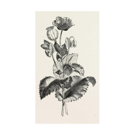 The Opium Poppy (Papaver Somniferum) Print Wall