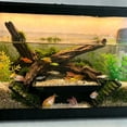 thumbnail image 4 of Long Aquarium Fish Tunnel Cave Decoration, Two Hole Plastic Hideaway Shelter For Betta Fish Shrimp Small Aquatic Pets Viewing Tube Aquascaping Ornament Tank Landscape Decor, 4 of 6