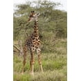 thumbnail image 2 of Jones, Adam 11x14 Black Ornate Wood Framed with Double Matting Museum Art Print Titled - Masai Giraffe browsing on acacia trees-Serengeti National Park-Tanzania-Africa-Giraffa, 2 of 4