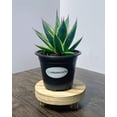 thumbnail image 6 of MicroStarts Live California Glow Agave - 4 Succulent Plants in 4 inch pots, 6 of 6