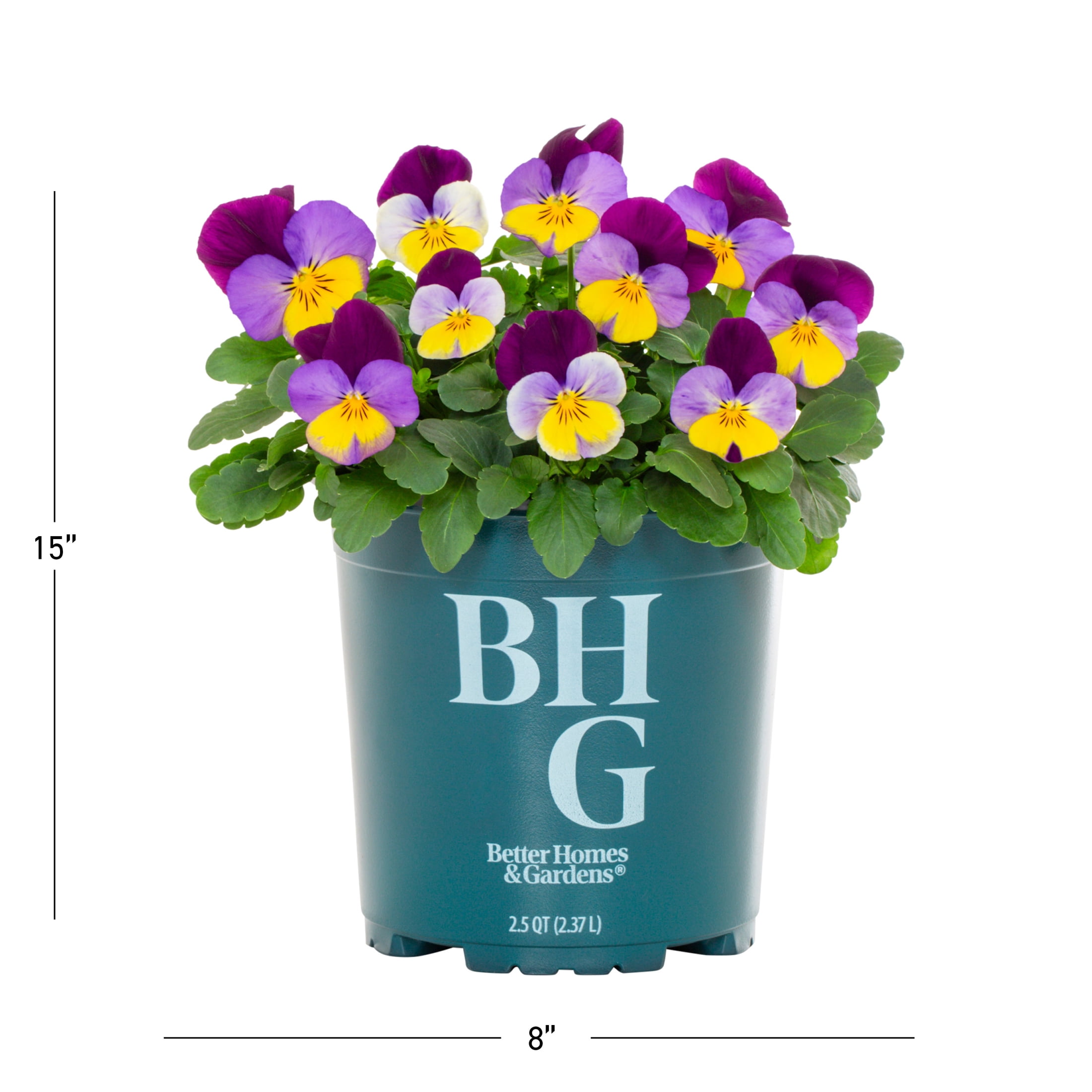 Better Homes & Gardens 2QT Purple Yellow Pansy Live Annual Plant Sun 3-Pack