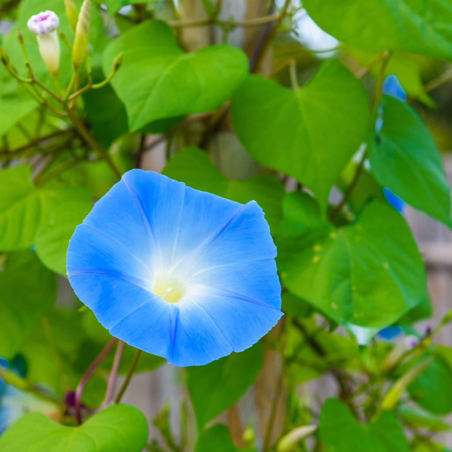 Flower Seed - Heavenly Blue Morning Glory Seeds - 1 LB